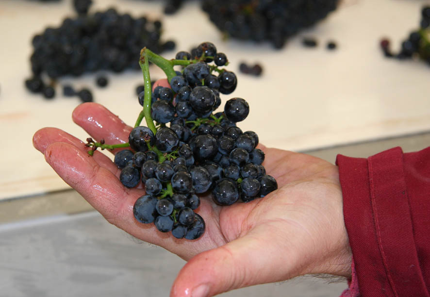 Grape